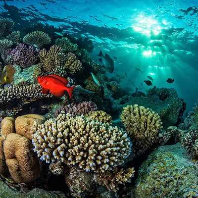 Giving Back: Counting Coral and Hairstory