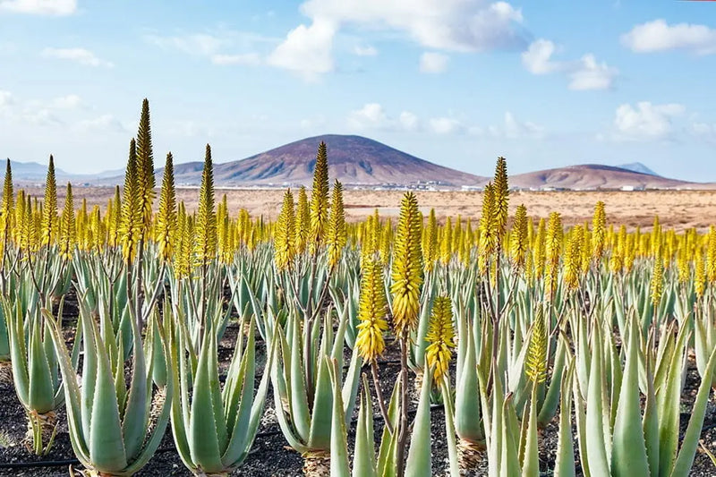 Aloe Vera Benefits: Scalp Savior & Hair Hero