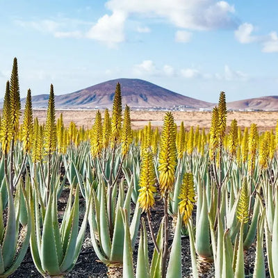 Aloe Vera Benefits: Scalp Savior & Hair Hero