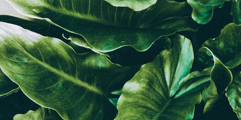 Green Marketing Deception: Why Some Green Products Might Not Be So Green