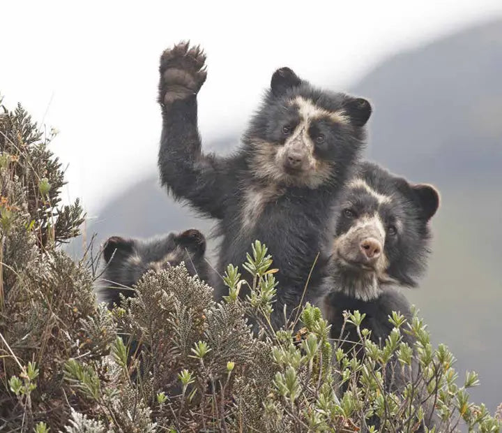 Supporting Forest Restoration in the Andes