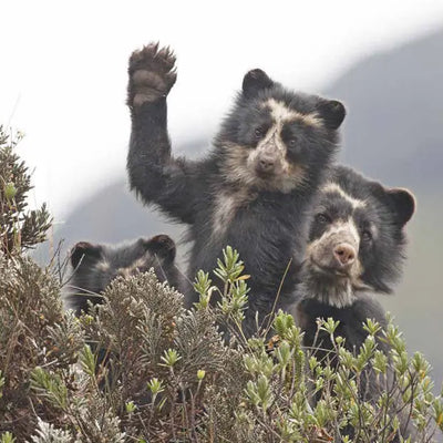 Supporting Forest Restoration in the Andes