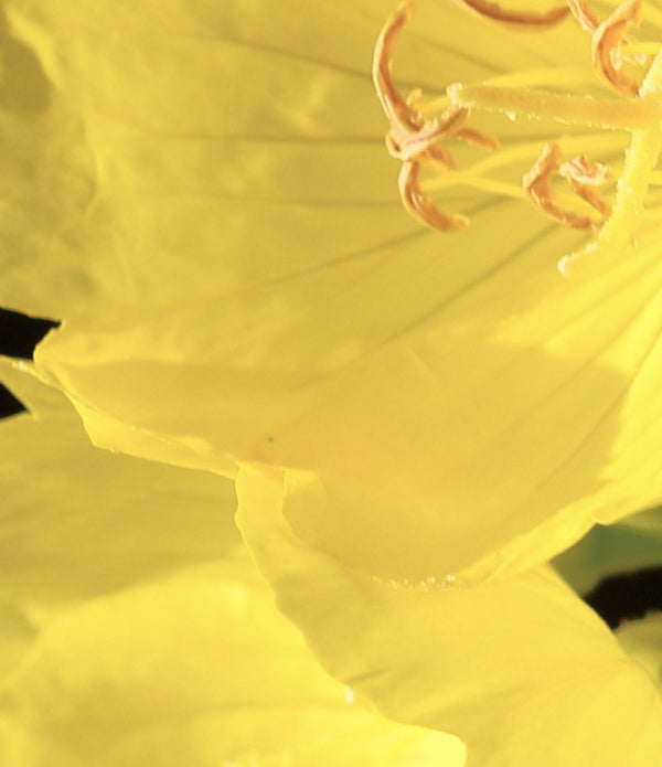 EVENING PRIMROSE OIL