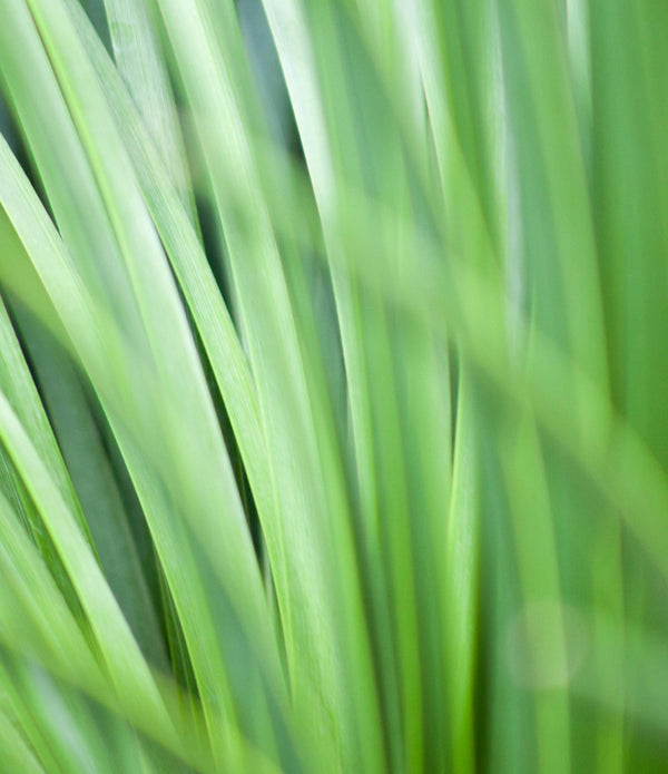 HORSETAIL EXTRACT