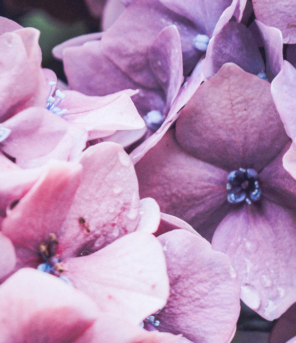 LILAC LEAF CULTURE