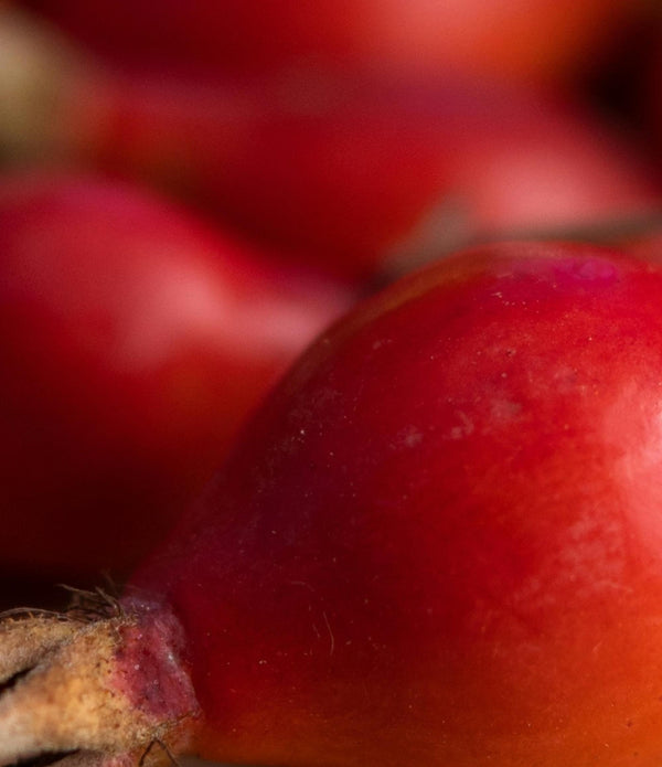 ROSEHIP FRUIT EXTRACT