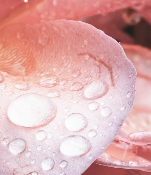 ROSE FLOWER WATER AND ROSA CANINA FRUIT EXTRACT