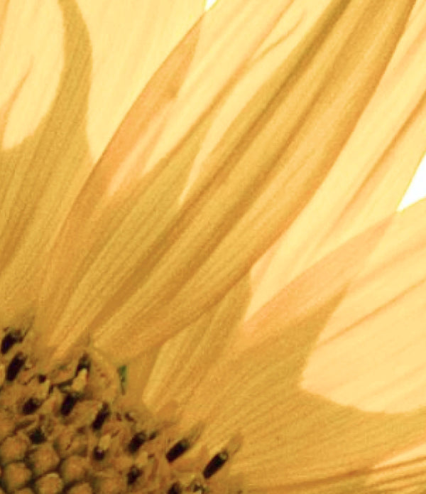 SUNFLOWER SEED OIL