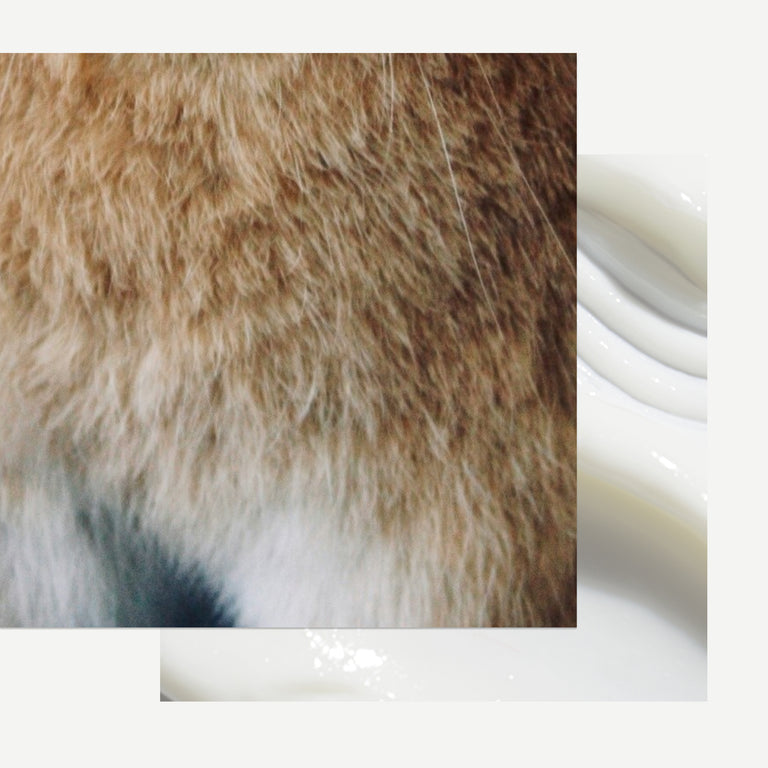 Closeup of animal fur