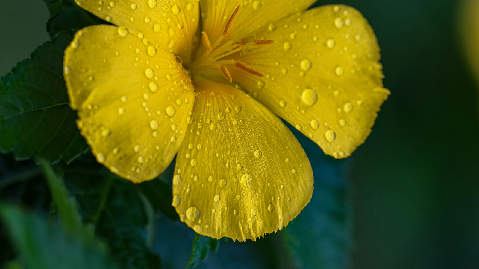 evening primrose oil