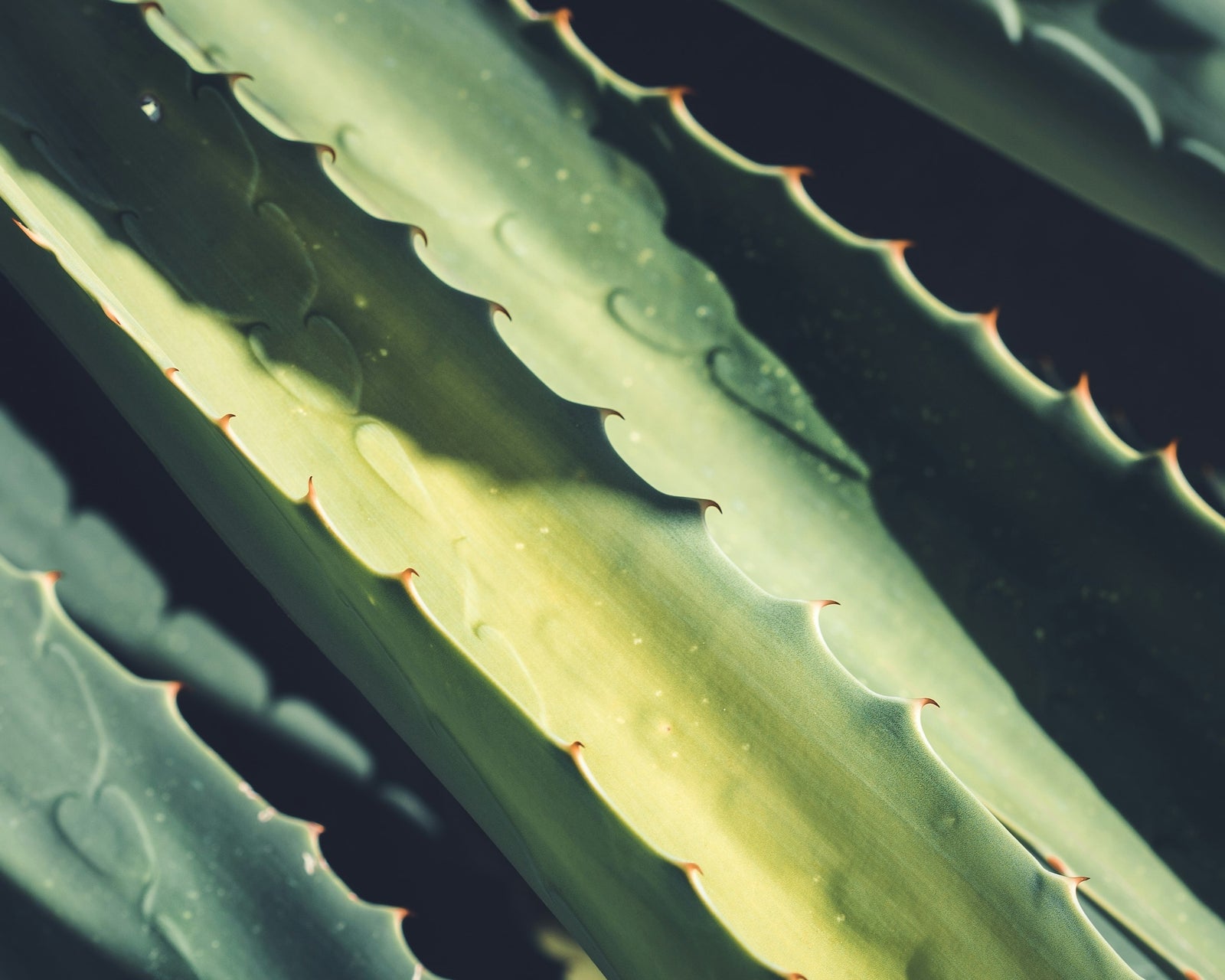 aloe leaf juice