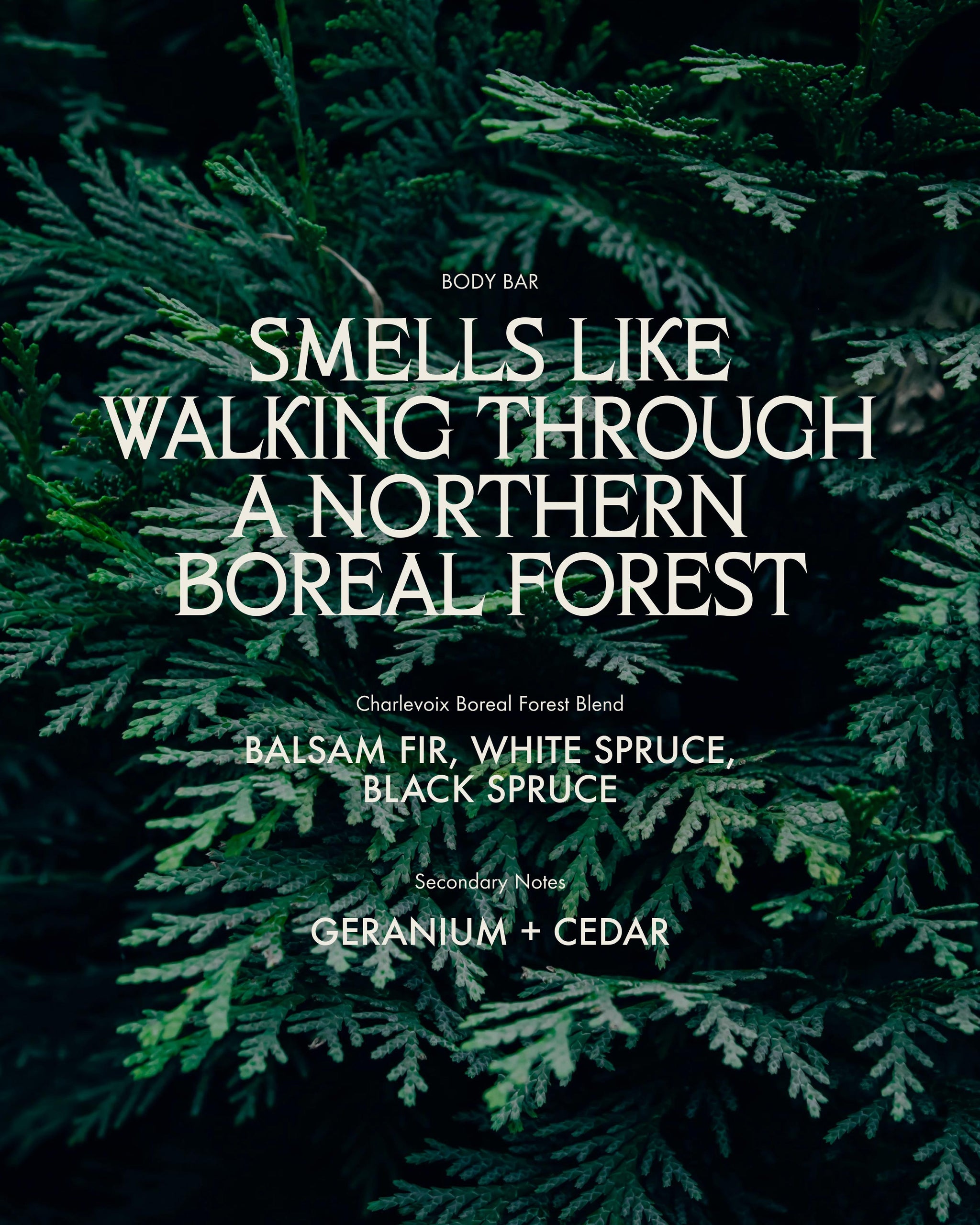 Sans Savon Body Bar 3-pack Charlevoix Boreal Forest Blend